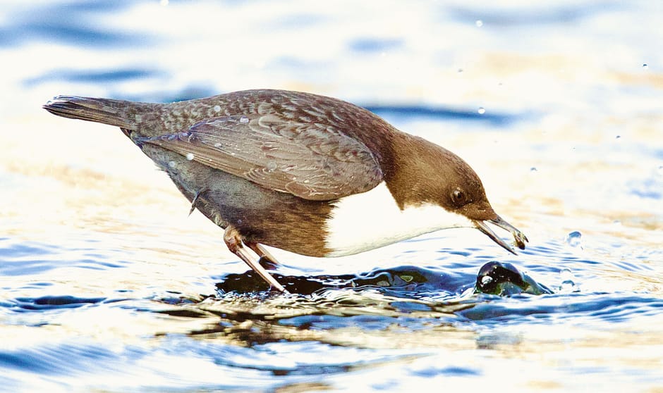 Zwartbuikwaterspreeuw