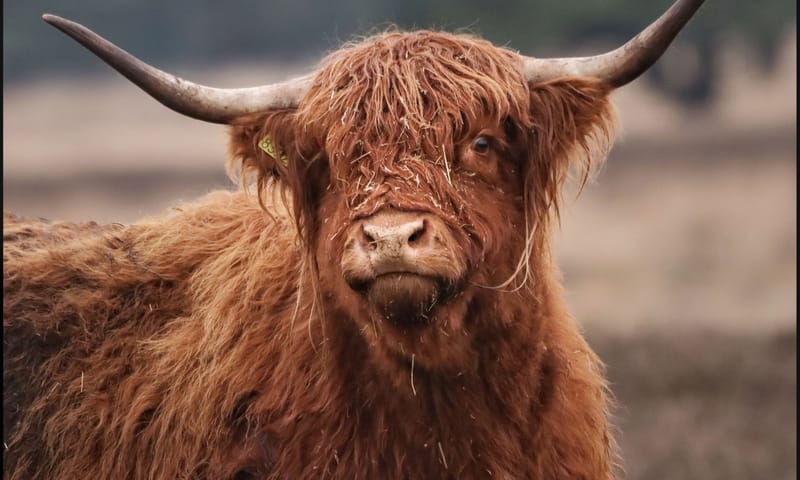 Schotse hooglander, Drents Friese Wold 