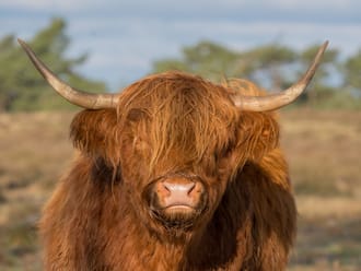 Schotse hooglander kijkt me eigenwijs aan.