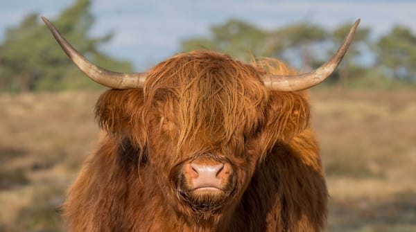 Schotse hooglander kijkt me eigenwijs aan. 