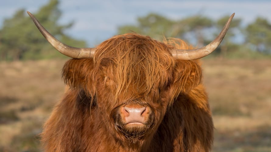 Schotse hooglander kijkt me eigenwijs aan. 