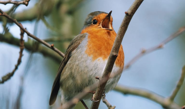 Een roodborstje aan het zingen 