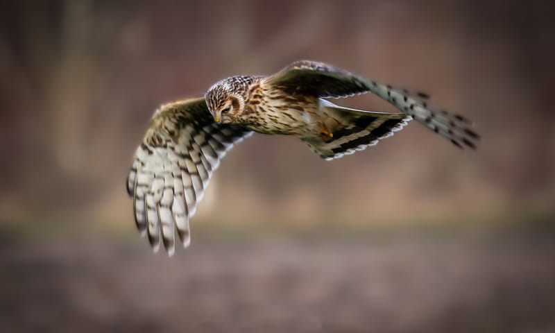 Blauwe kiekendief vrouw aan het foerageren in Exloo