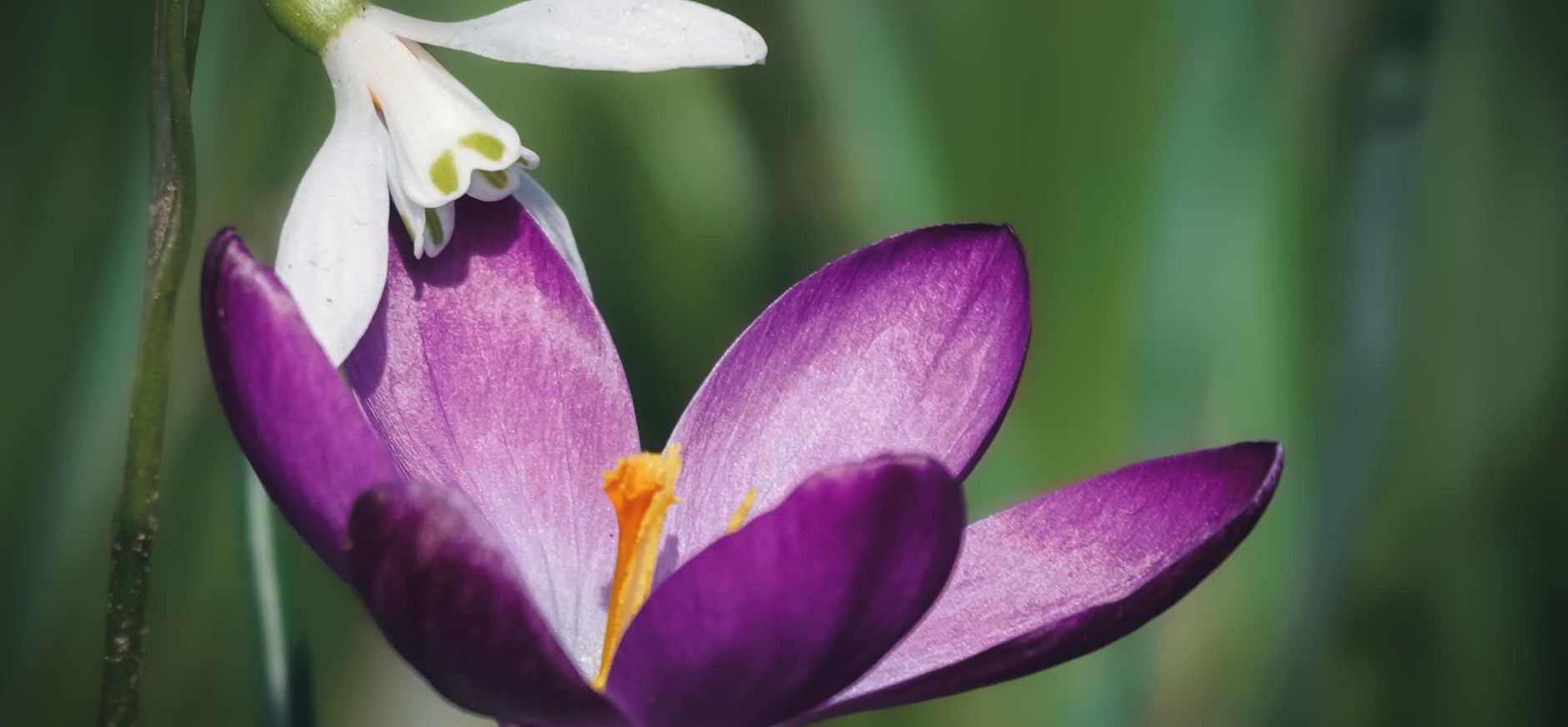Krokus met een sneeuwklokje