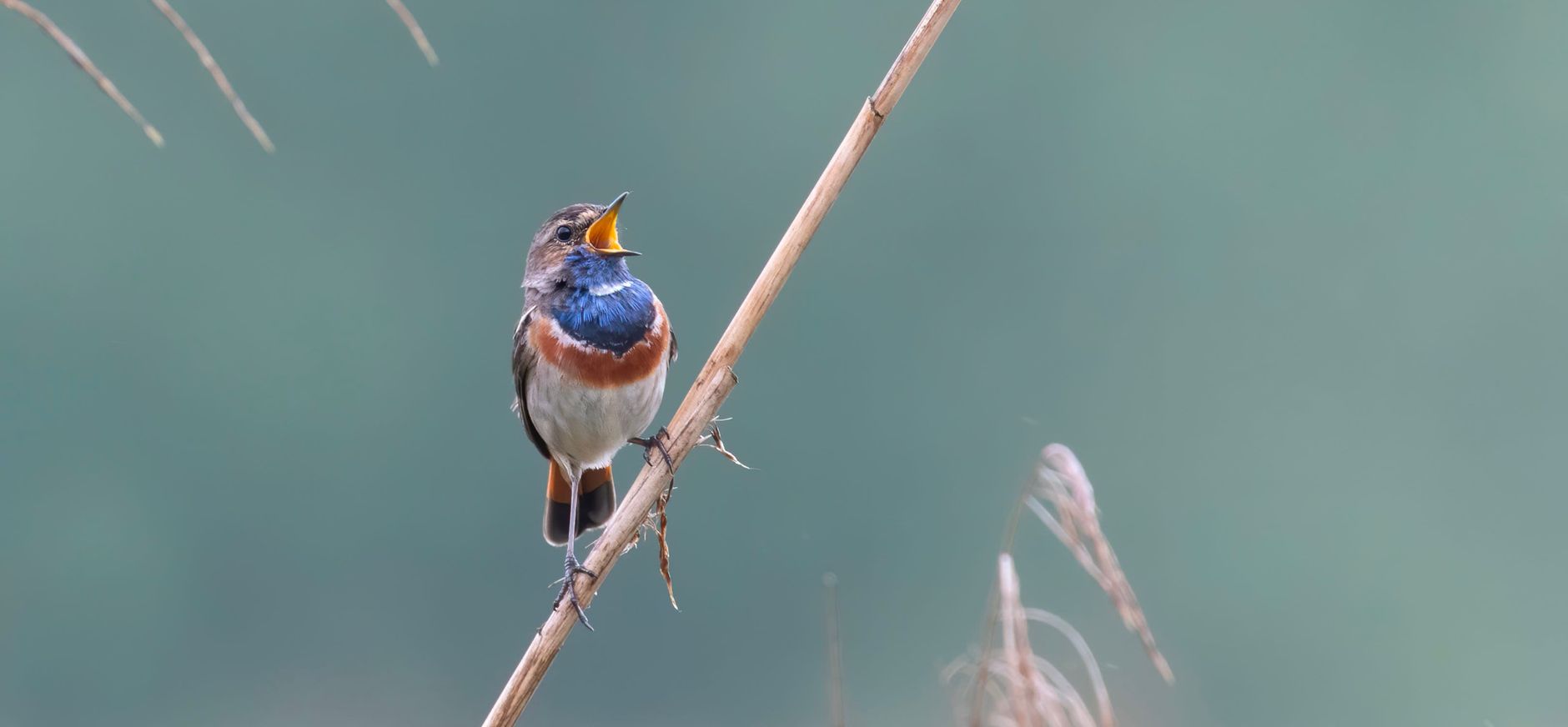 Blauwborst