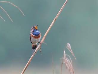 Blauwborst