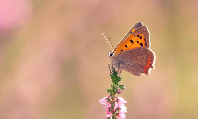 Vuurvlindertje op de dopheide
