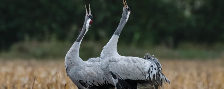 Kraanvogels