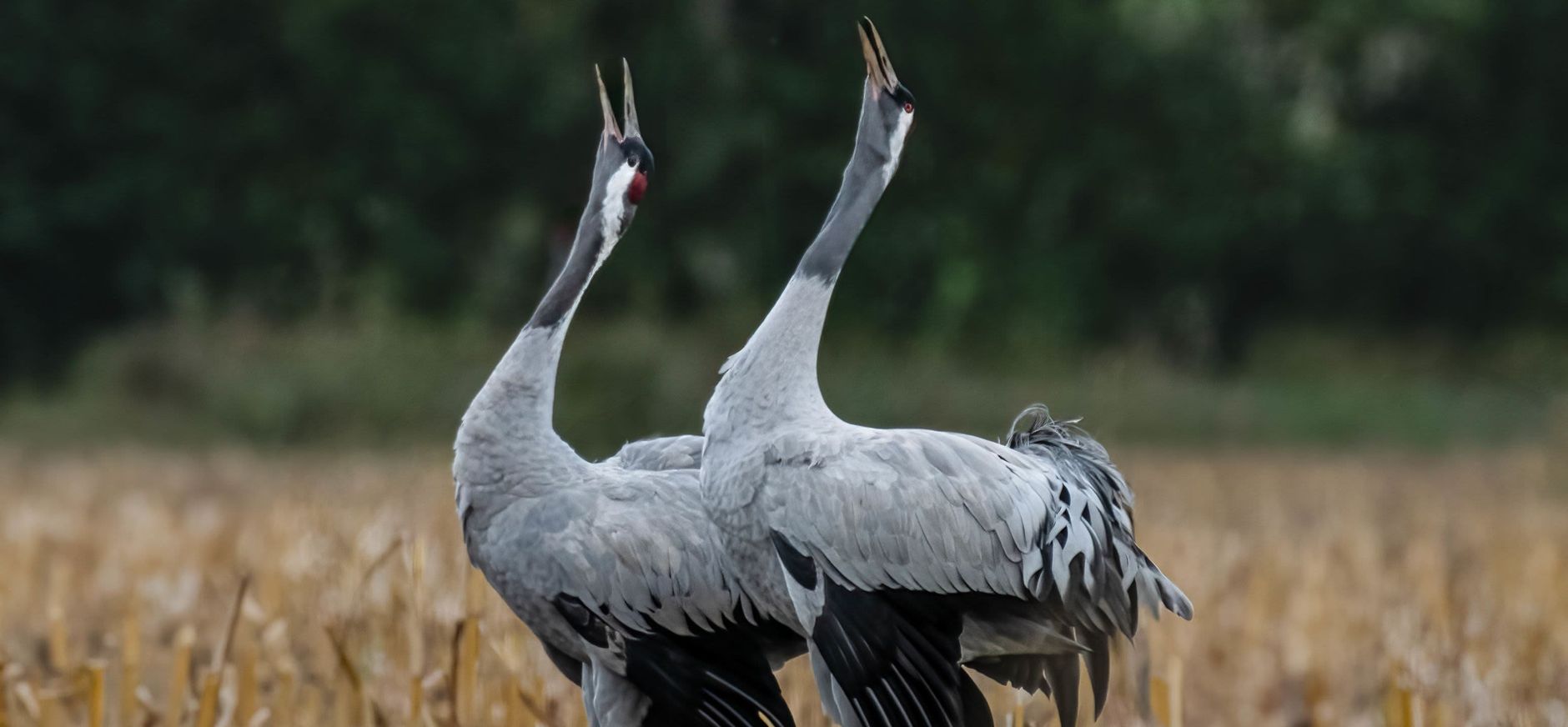 Kraanvogels Kraanvogels