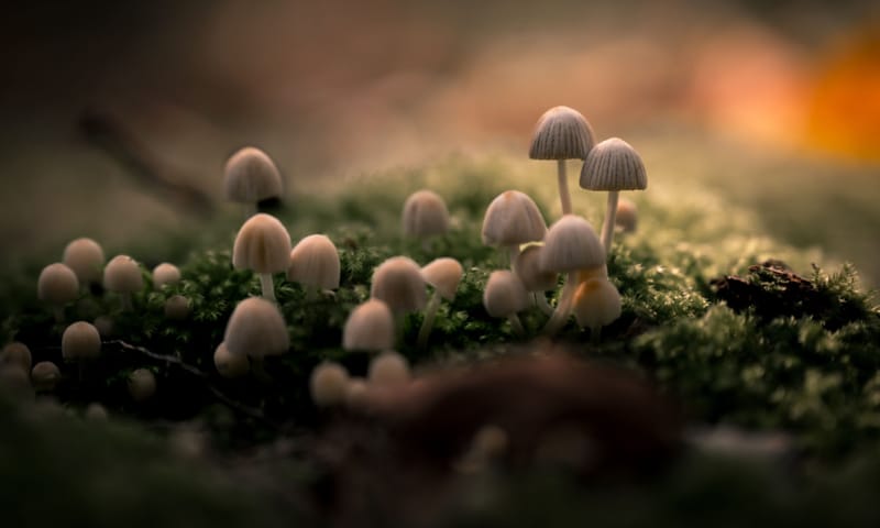 fvdm-1730287366011.jpg