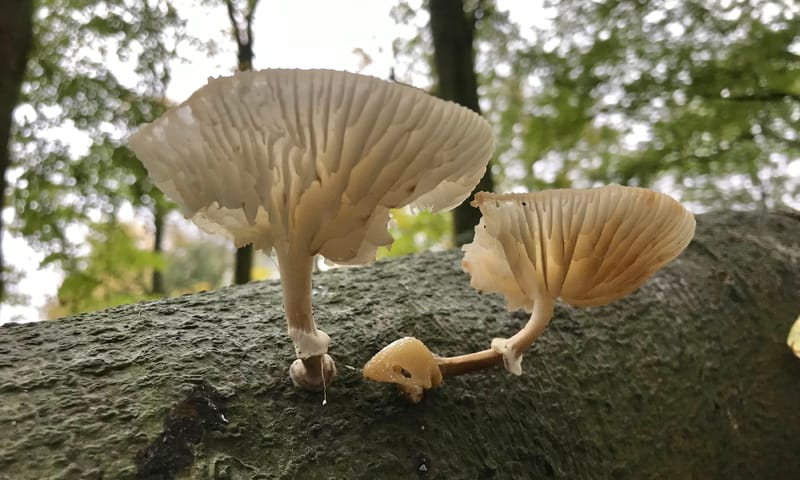 fvdm-1730806349363.jpeg fvdm-1730806349363.jpeg