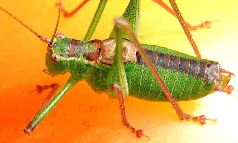 fvdm-1733181977647.JPG