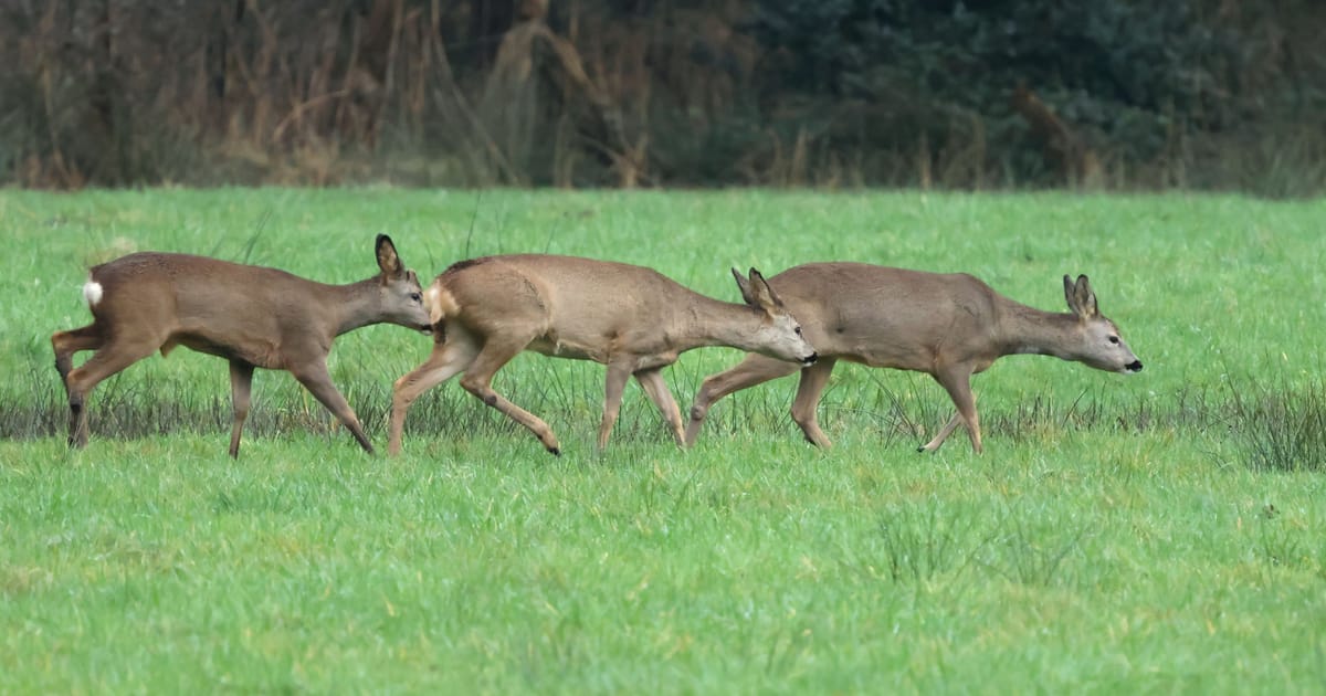 Reeën kijken in het Eerder Achterbroek | Natuurmonumenten