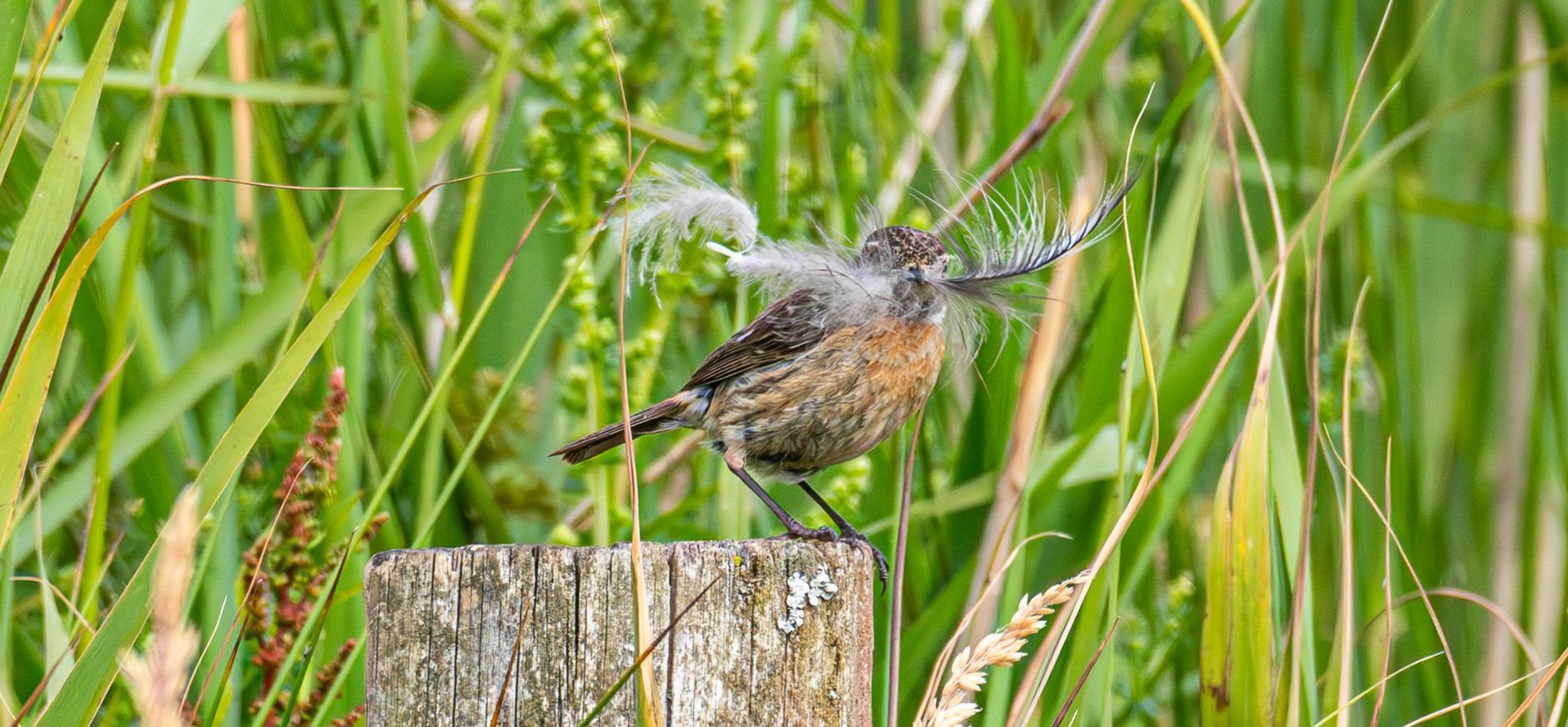 fvdm-1749808584466.jpg fvdm-1749808584466.jpg