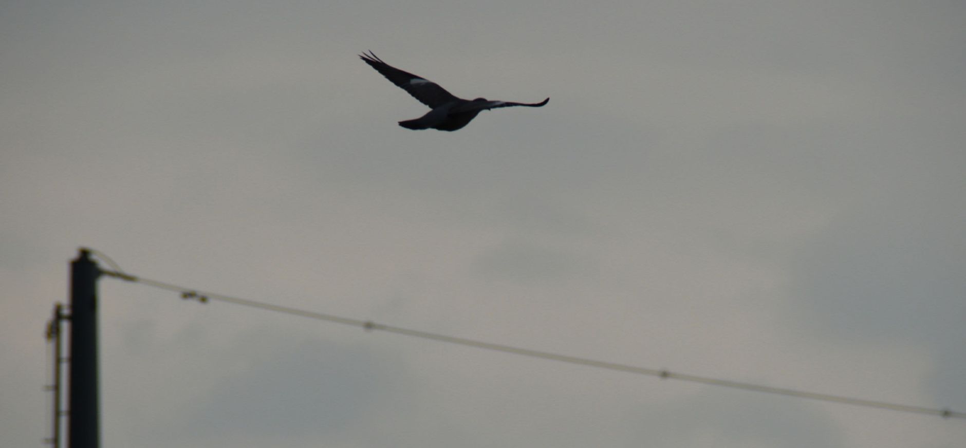 fvdm-1752170210713.jpg
