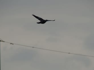 fvdm-1752170210713.jpg