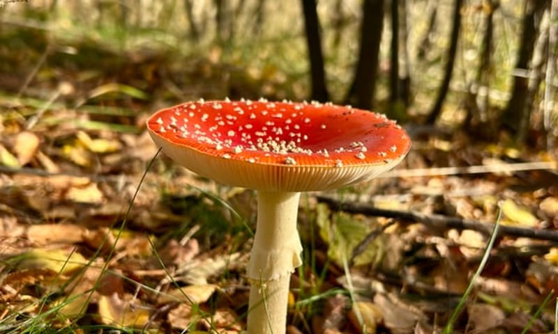 fvdm-1762267096008_0.jpeg Vliegenzwam tussen herfstbladeren