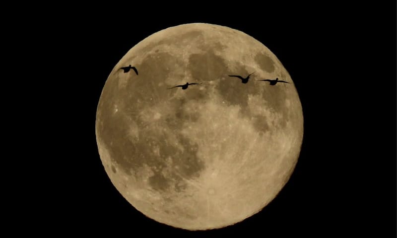 fvdm-1762368547774_0.jpg