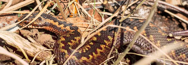 fvdm-1772561934357_0.jpg fvdm-1772561934357_0.jpg