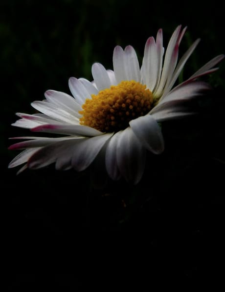 fvdm-1773514562505_0.jpg fvdm-1773514562505_0.jpg