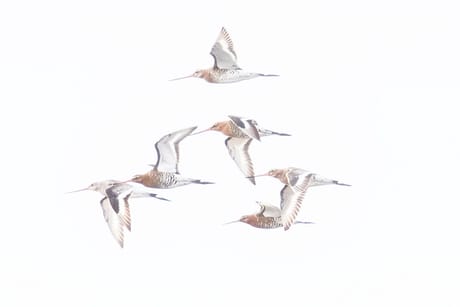 fvdm-1774167837216_0.jpeg fvdm-1774167837216_0.jpeg