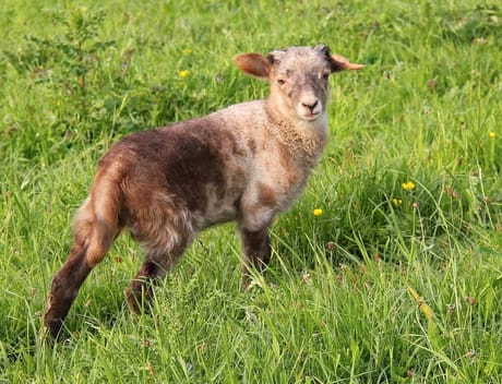 fvdm-1774184850863_0.jpg fvdm-1774184850863_0.jpg