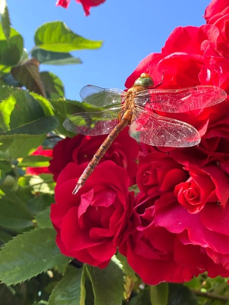 fvdm-1774191361690_0.jpeg fvdm-1774191361690_0.jpeg