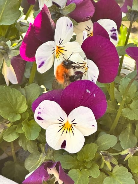 fvdm-1774278489587_0.jpeg fvdm-1774278489587_0.jpeg