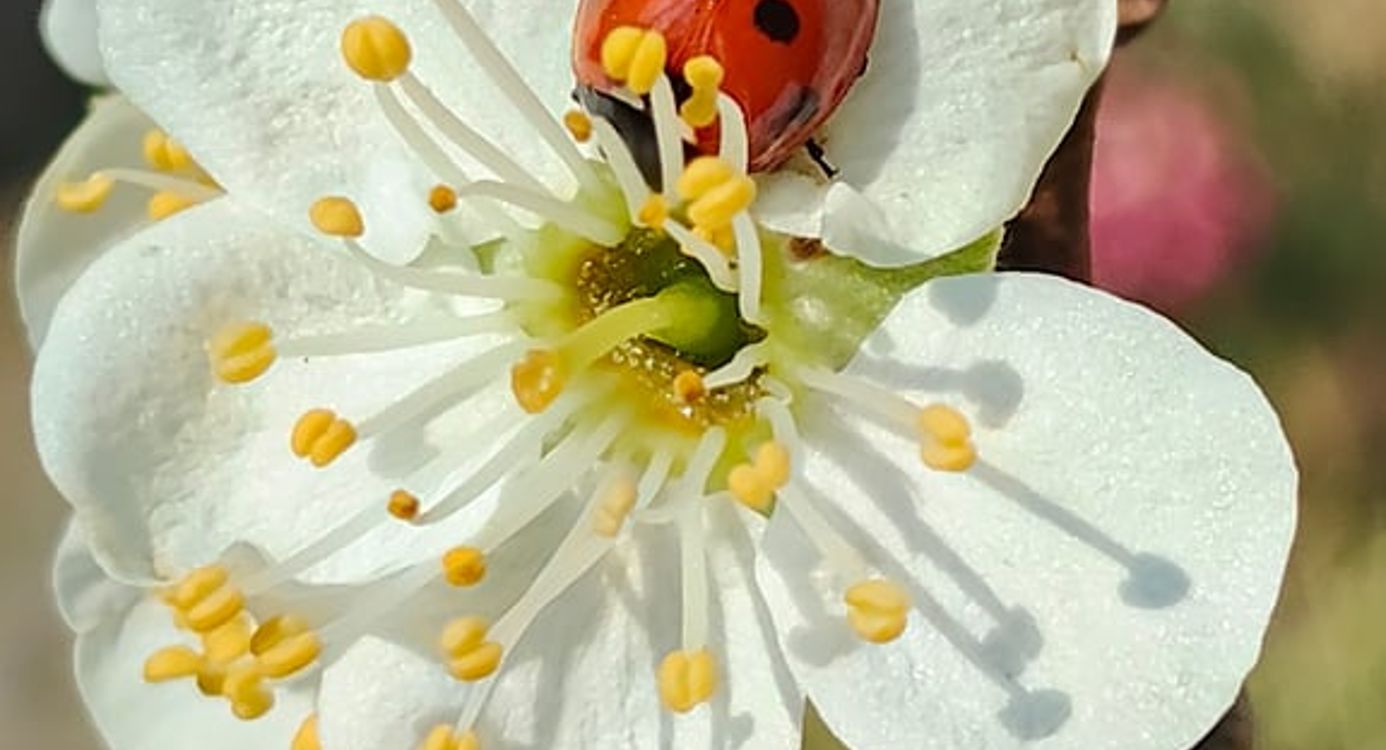 fvdm-1774532382712_0.jpg fvdm-1774532382712_0.jpg