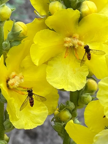 fvdm-1774613447448_0.jpeg fvdm-1774613447448_0.jpeg