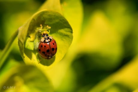 fvdm-1775760024733_0.jpg fvdm-1775760024733_0.jpg