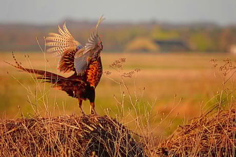 fvdm-1775812509582_0.jpg fvdm-1775812509582_0.jpg