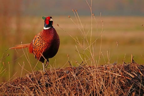 fvdm-1775816109761_0.jpg fvdm-1775816109761_0.jpg