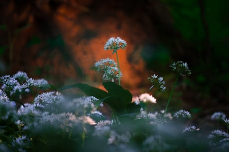 fvdm-1775820204815_0.jpg fvdm-1775820204815_0.jpg