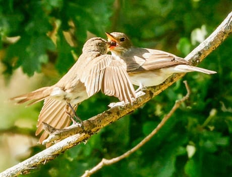 fvdm-1782419825538_0.jpg