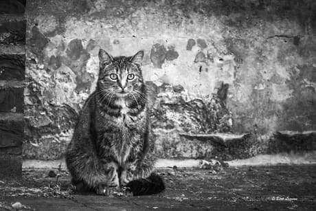 fvdm-1786278496422_0.jpeg fvdm-1786278496422_0.jpeg