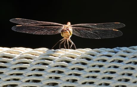 fvdm-1786986628514_0.JPG