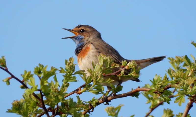 Blauwborst zingt uit volle borst