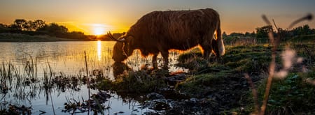 Grote grazer | Dintelse gorzen