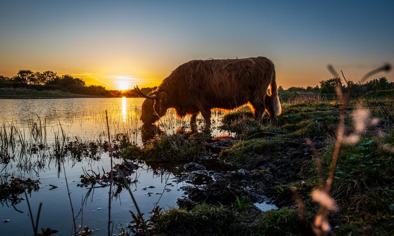 Grote grazer | Dintelse gorzen