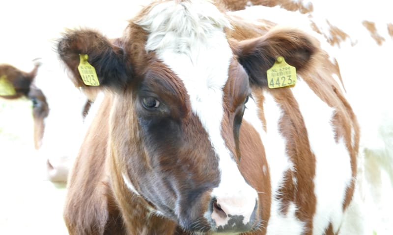 Koe in de spotlights