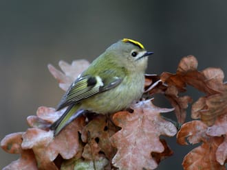 Goudhaantje op eikenblad