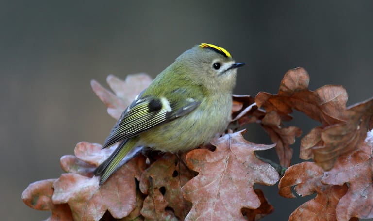Goudhaantje op eikenblad