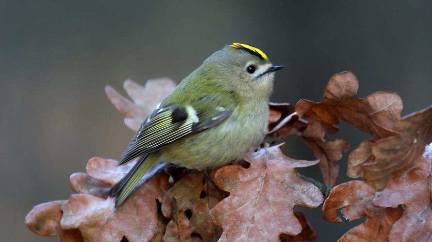 Goudhaantje op eikenblad