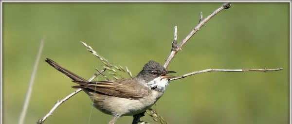 Bosvogels Bosvogels
