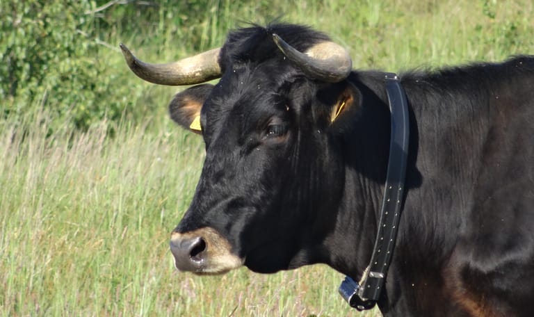 Grazers in de duinen