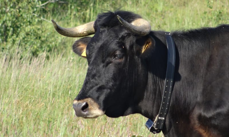 Grazers in de duinen
