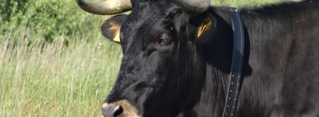 Grazers in de duinen