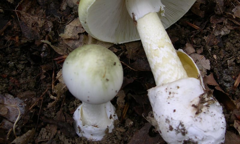 Groene knolamaniet