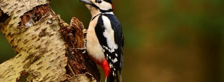 Wandelroute Rucphense Bossen (Geel)